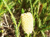 DSCF2670  B. pulchella photo taken at the  Banksia Farm, Mt Barker  on the 19/05/2014.