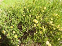 DSCF2671  B. pulchella photo taken at the  Banksia Farm, Mt Barker  on the 19/05/2014.