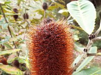 DSCF2493  B. robor photo taken at the  Banksia Farm, Mt Barker  on the 19/05/2014.