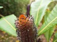 DSCF2494  B. robor photo taken at the  Banksia Farm, Mt Barker  on the 19/05/2014.