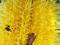 DSCF2649  B. seminuda subsp. remanens photo taken at the  Banksia Farm, Mt Barker  on the 19/05/2014.