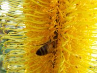 DSCF2650  B. seminuda subsp. remanens photo taken at the  Banksia Farm, Mt Barker  on the 19/05/2014.