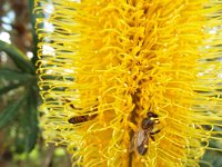 DSCF2651  B. seminuda subsp. remanens photo taken at the  Banksia Farm, Mt Barker  on the 19/05/2014.