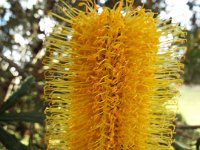 DSCF2652  B. seminuda subsp. remanens photo taken at the  Banksia Farm, Mt Barker  on the 19/05/2014.
