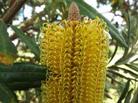 DSCF2653  B. seminuda subsp. remanens photo taken at the  Banksia Farm, Mt Barker  on the 19/05/2014.