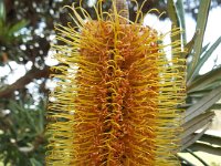 DSCF2654  B. seminuda subsp. remanens photo taken at the  Banksia Farm, Mt Barker  on the 19/05/2014.