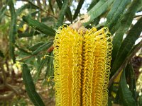DSCF2655  B. seminuda subsp. remanens photo taken at the  Banksia Farm, Mt Barker  on the 19/05/2014.