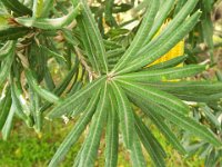 DSCF2656  B. seminuda subsp. remanens photo taken at the  Banksia Farm, Mt Barker  on the 19/05/2014.