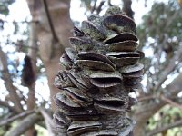 DSCF2657  B. seminuda subsp. remanens photo taken at the  Banksia Farm, Mt Barker  on the 19/05/2014.