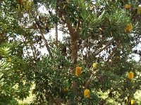 DSCF2658  B. seminuda subsp. remanens photo taken at the  Banksia Farm, Mt Barker  on the 19/05/2014.