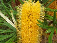 DSCF2471  B. seminuda photo taken at the  Banksia Farm, Mt Barker  on the 19/05/2014.