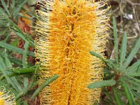 DSCF2472  B. seminuda photo taken at the  Banksia Farm, Mt Barker  on the 19/05/2014.