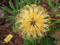 DSCF2473  B. seminuda photo taken at the  Banksia Farm, Mt Barker  on the 19/05/2014.