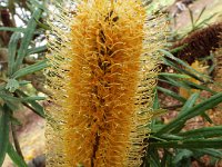 DSCF2474  B. seminuda photo taken at the  Banksia Farm, Mt Barker  on the 19/05/2014.