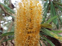DSCF2476  B. seminuda photo taken at the  Banksia Farm, Mt Barker  on the 19/05/2014.