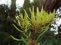 DSCF2477  B. seminuda photo taken at the  Banksia Farm, Mt Barker  on the 19/05/2014.