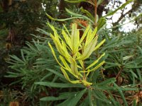 DSCF2478  B. seminuda photo taken at the  Banksia Farm, Mt Barker  on the 19/05/2014.