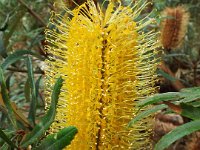 DSCF2479  B. seminuda photo taken at the  Banksia Farm, Mt Barker  on the 19/05/2014.
