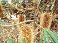 DSCF2480  B. seminuda photo taken at the  Banksia Farm, Mt Barker  on the 19/05/2014.