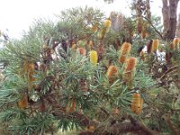 DSCF2481  B. seminuda photo taken at the  Banksia Farm, Mt Barker  on the 19/05/2014.