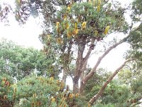 DSCF2482  B. seminuda photo taken at the  Banksia Farm, Mt Barker  on the 19/05/2014.