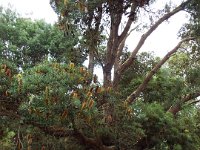 DSCF2483  B. seminuda photo taken at the  Banksia Farm, Mt Barker  on the 19/05/2014.