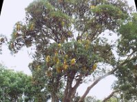 DSCF2483a  B. seminuda photo taken at the  Banksia Farm, Mt Barker  on the 19/05/2014.
