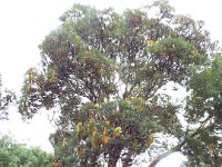 DSCF2484  B. seminuda photo taken at the  Banksia Farm, Mt Barker  on the 19/05/2014.