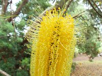 DSCF2485  B. seminuda photo taken at the  Banksia Farm, Mt Barker  on the 19/05/2014.
