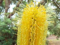 DSCF2486  B. seminuda photo taken at the  Banksia Farm, Mt Barker  on the 19/05/2014.