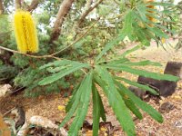 DSCF2487  B. seminuda photo taken at the  Banksia Farm, Mt Barker  on the 19/05/2014.