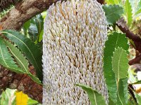 DSCF2395  B. serrata photo taken at the  Banksia Farm, Mt Barker  on the 19/05/2014.