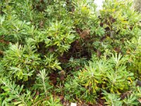 DSCF2397  B. serrata photo taken at the  Banksia Farm, Mt Barker  on the 19/05/2014.