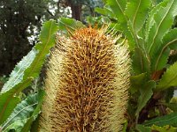 DSCF2400  B. serrata photo taken at the  Banksia Farm, Mt Barker  on the 19/05/2014.