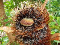 DSCF2401  B. serrata photo taken at the  Banksia Farm, Mt Barker  on the 19/05/2014.