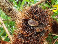 DSCF2402  B. serrata photo taken at the  Banksia Farm, Mt Barker  on the 19/05/2014.