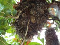 DSCF2531  B. serrata photo taken at the  Banksia Farm, Mt Barker  on the 19/05/2014.