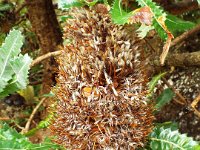 DSCF2532  B. serrata photo taken at the  Banksia Farm, Mt Barker  on the 19/05/2014.