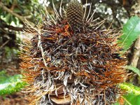 DSCF2533  B. serrata photo taken at the  Banksia Farm, Mt Barker  on the 19/05/2014.