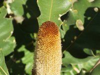 DSCF2632  B. solandri photo taken at the  Banksia Farm, Mt Barker  on the 19/05/2014.