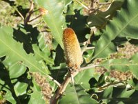 DSCF2633  B. solandri photo taken at the  Banksia Farm, Mt Barker  on the 19/05/2014.