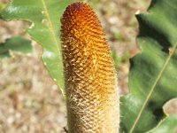 DSCF2634  B. solandri photo taken at the  Banksia Farm, Mt Barker  on the 19/05/2014.