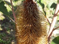 DSCF2635  B. solandri photo taken at the  Banksia Farm, Mt Barker  on the 19/05/2014.
