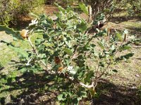 DSCF2636  B. solandri photo taken at the  Banksia Farm, Mt Barker  on the 19/05/2014.