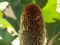 DSCF2637  B. solandri photo taken at the  Banksia Farm, Mt Barker  on the 19/05/2014.