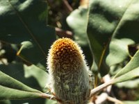 DSCF2638  B. solandri photo taken at the  Banksia Farm, Mt Barker  on the 19/05/2014.