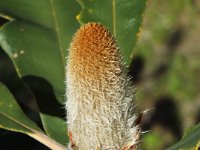 DSCF2639  B. solandri photo taken at the  Banksia Farm, Mt Barker  on the 19/05/2014.