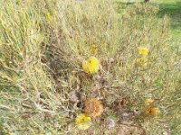DSCF2672  B. sphaerocarpa var. dolichostyla photo taken at the  Banksia Farm, Mt Barker  on the 19/05/2014.