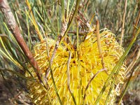DSCF2673  B. sphaerocarpa var. dolichostyla photo taken at the  Banksia Farm, Mt Barker  on the 19/05/2014.