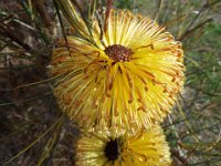 DSCF2674  B. sphaerocarpa var. dolichostyla photo taken at the  Banksia Farm, Mt Barker  on the 19/05/2014.